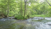 釣りシーズン開始・北海道の渓流釣り