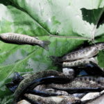 余別に行ったらヒグマに注意