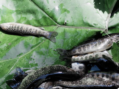 余別に行ったらヒグマに注意