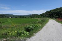 一番美味しいのは、シンコですな