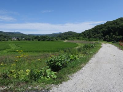一番美味しいのは、シンコですな