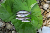 ヌッチ川は釣りやすい川・子供・女性OK