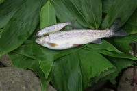 釣り人が多い川はスレていて.古平川の思い出