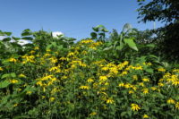 北海道の渓流釣り 今シーズンは、唐突に幕を下ろしました