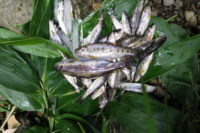 北海道の渓流釣り 雨が降ると、家人がうるさい