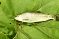 北海道の渓流釣り 胴長・結局11200円