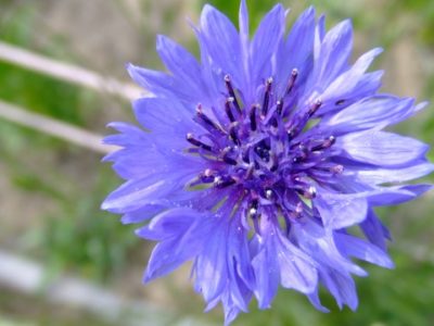 友の恋歌  矢ぐるまの花