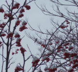 北海道の野鳥はナナカマドでサバイバル