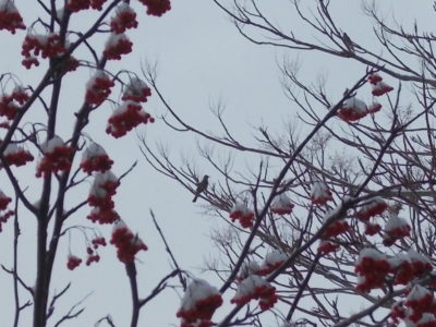 北海道の野鳥はナナカマドでサバイバル