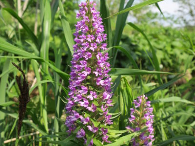 ベニシアさんとドガ、ポジティブに生きる。猫のしっぽカエルの手