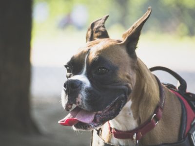 オースゴールストランの漬物石