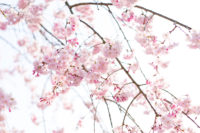 北海道の花見は、函館か松前