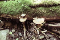 思い出に残る釣りを