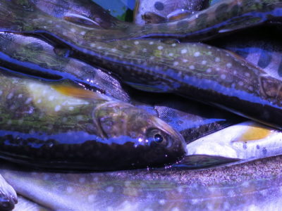 オショロコマがいるらしい。