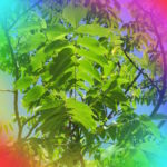 今日はニジマスの日