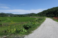 真夏のつり最高ですね。