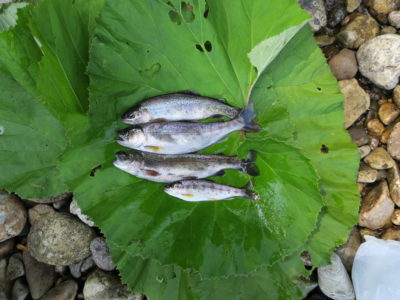 北海道の渓流釣り　今日はニジマスの日　2018/3回目