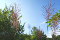 北海道の渓流釣り 群別川遠征