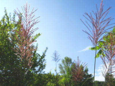 北海道の渓流釣り 群別川遠征