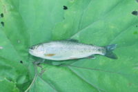 ０６号で６０ｃｍ級のニジマスを釣る方法