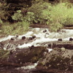 明日、また行きます。今度は本流で大きく竿をふります。しかし、新幹線必要かな？