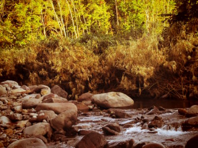 田んぼの稲が色づきはじめると