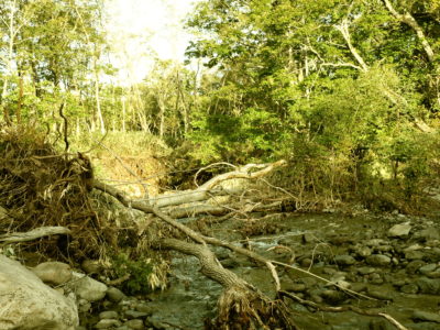 ニジマス出ました。ヤマベエサのランキング