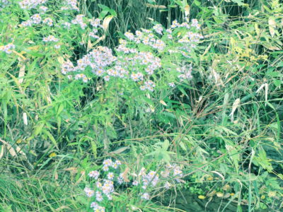 今年はアユの人に会わないな。