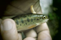 2018年6月3日　北海道の渓流釣り開幕しました。