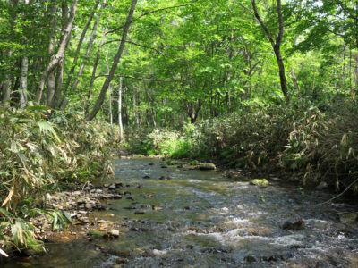 北海道の渓流の水は飲んではいけません。
