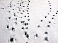 そだねーで流行語大賞を狙う、がんばれ北海道女子