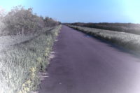 川が二股に分かれているところを狙います