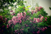 同居していたようです