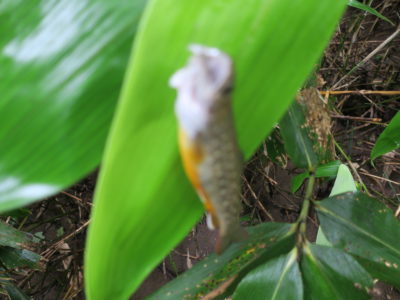 土日しかいけない勤め人