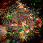 正しい秋の渓流釣り 2018年 第6回目