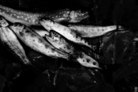 弁腰橋から入って弁腰橋からでます。