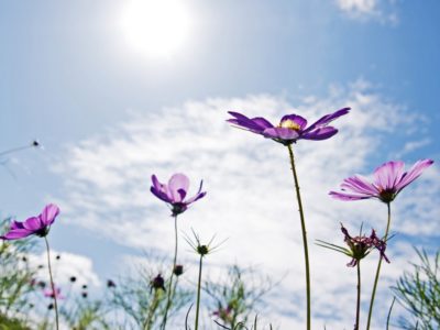 ベニシアさん 2018/12/9  吹雪の日に[手作りの生活」を考える。