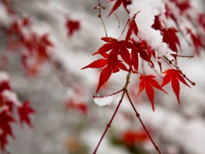 ベニシアさん元気そうでした。よかったです。2018/12/2