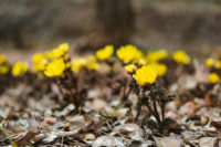 サクラ前線が来ますよ。ベニシアさんと春