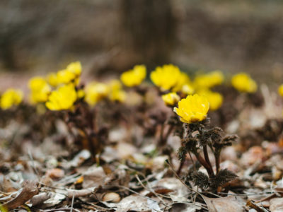 サクラ前線が来ますよ。ベニシアさんと春