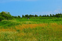 よく生きるものが、何かをつかむ。ベニシアさんと北海道