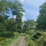 北海道の渓流釣りは、今、シンコ釣りです。