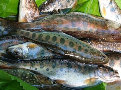 北海道の渓流釣り、3回目好調でした。