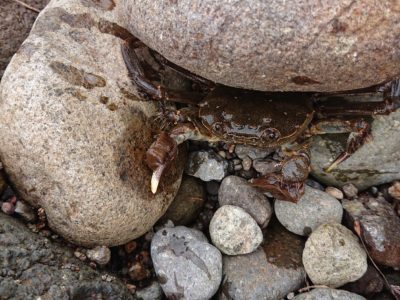 私の愛する北海道に何する気!