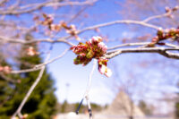 モエレ沼公園の桜が咲くまで、札幌観光。