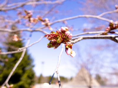 モエレ沼公園の桜が咲くまで、札幌観光。