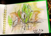 水芭蕉の巨大群生地　見ごろゴールデンウィーク　マクンべツ湿地