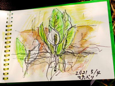 水芭蕉の巨大群生地　見ごろゴールデンウィーク　マクンべツ湿地