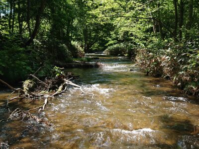 暑い日には渓流で過ごす。