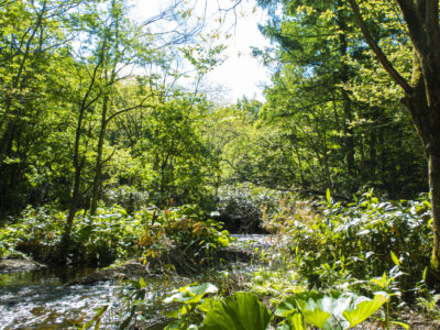 北海道の渓流釣り2021スタートしました。